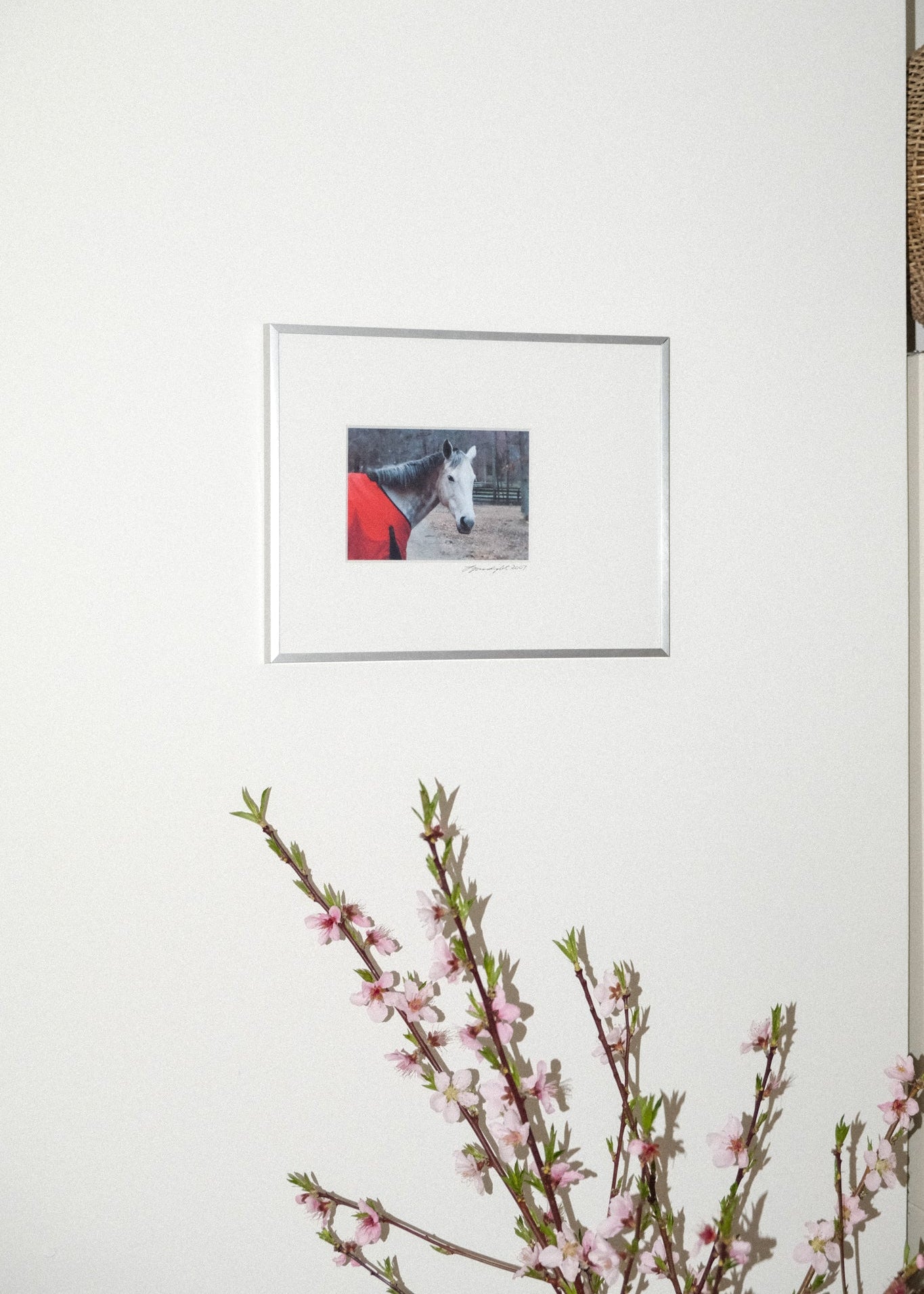 2007 Framed Horse Photograph